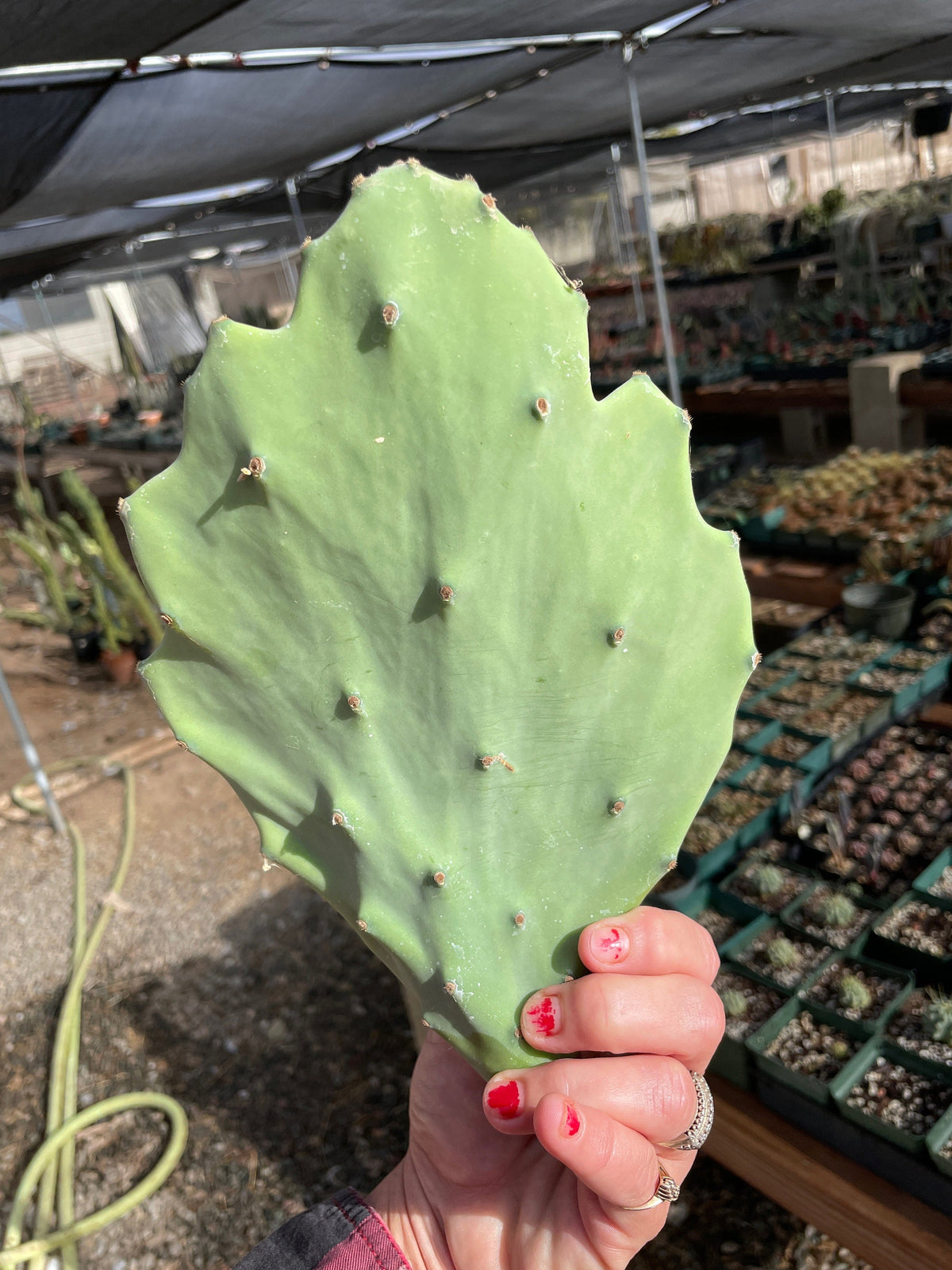 Opuntia gomei - Old Mexico cactus pad