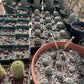 Euphorbia obesa Cactus Succulent Seeds - High Germination Ra