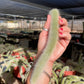Monkey Tail cactus Hildewintera Colademononis - unrooted cut