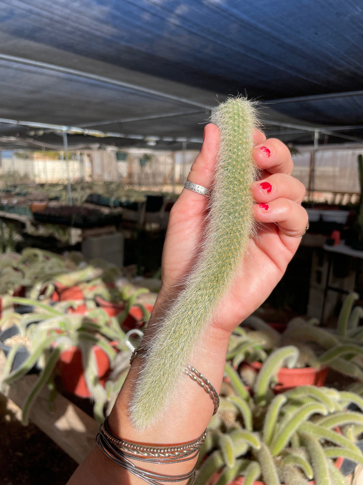 Monkey Tail cactus Hildewintera Colademononis - unrooted cut