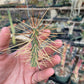 Cylindropuntia hystrix - Critically Endangered - Slow Grower