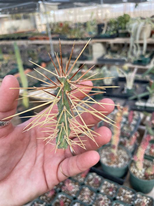 Cylindropuntia hystrix - Critically Endangered - Slow Grower