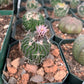 Echinofossulocactus Species (Assorted) Cactus Seeds
