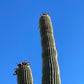 Carnegiea gigantea - Giant Saguaro Cactus Seeds