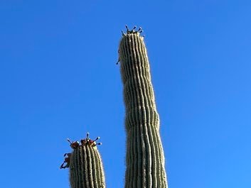 Carnegiea gigantea - Giant Saguaro Cactus Seeds