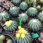 Ferocactus glaucescens inermis Cactus Seeds