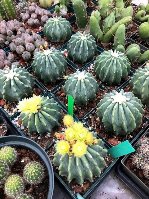 Ferocactus glaucescens inermis Cactus Seeds