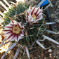 Echinofossulocactus crispatus Cactus seeds