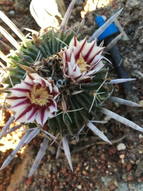 Echinofossulocactus crispatus Cactus seeds