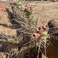 Tephrocactus aoracanthus var. paediophilus Cactus Seeds