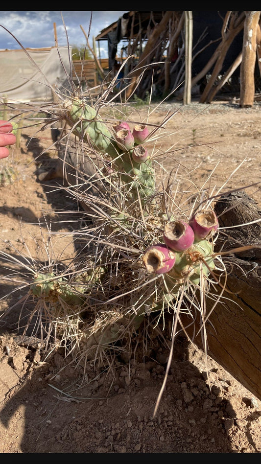Tephrocactus aoracanthus var. paediophilus Cactus Seeds