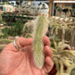 Monkey Tail cactus Hildewintera Colademononis - unrooted cut