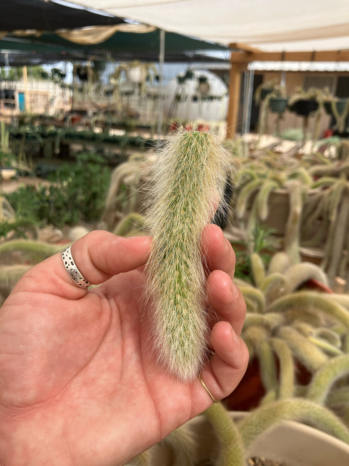 Monkey Tail cactus Hildewintera Colademononis - unrooted cut