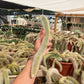 Monkey Tail cactus Hildewintera Colademononis - unrooted cut