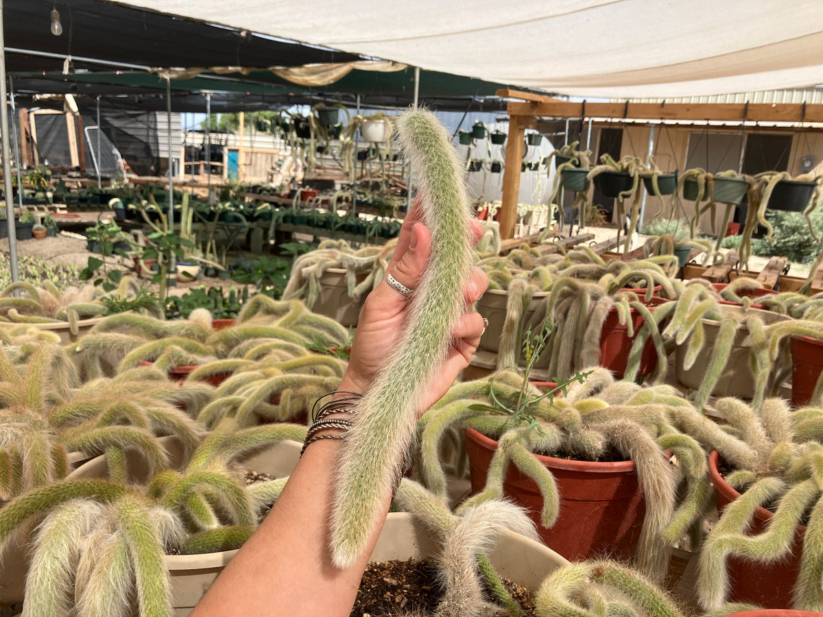 Monkey Tail cactus Hildewintera Colademononis - unrooted cut