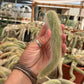 Monkey Tail cactus Hildewintera Colademononis - unrooted cut