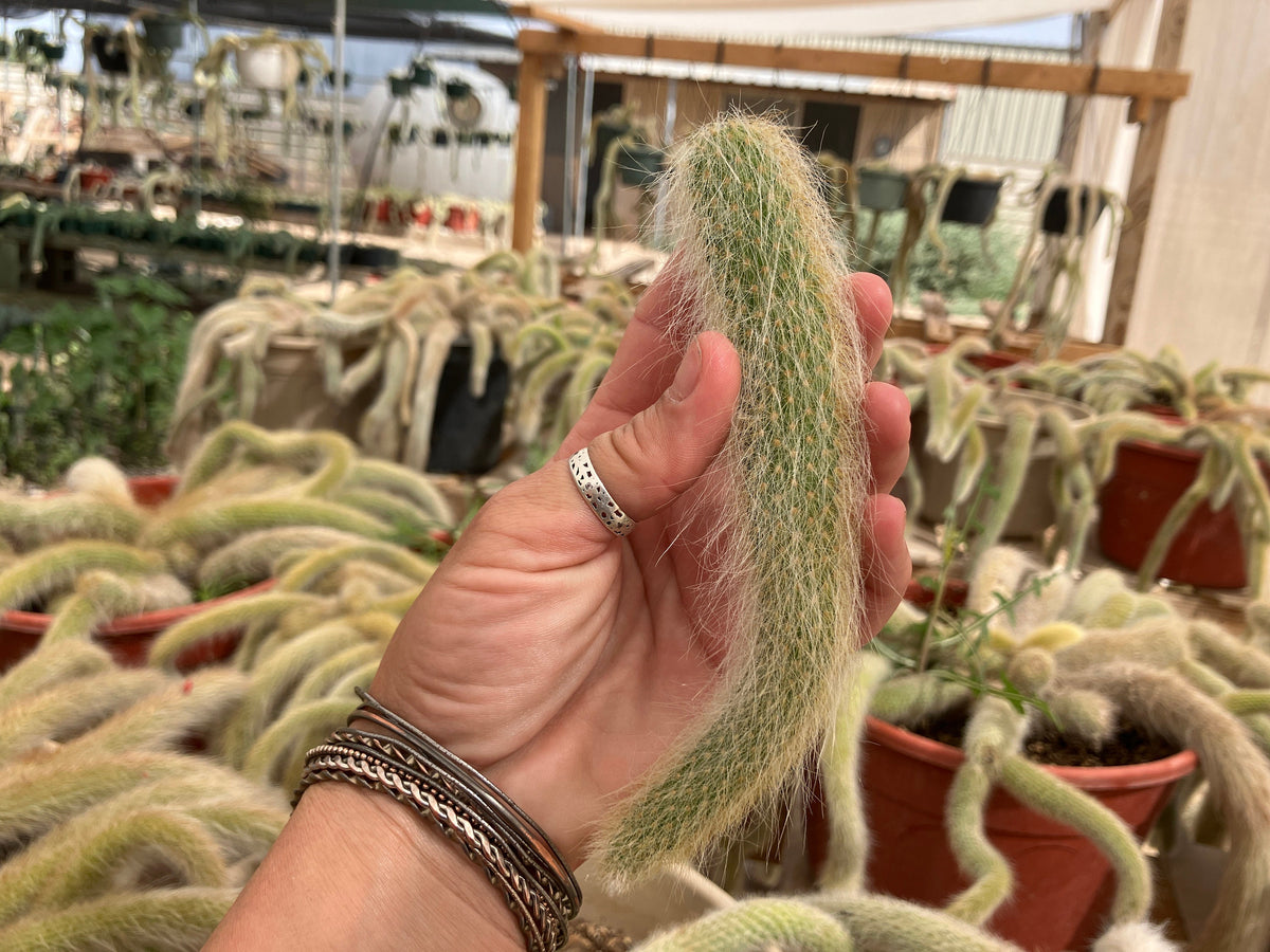 Monkey Tail cactus Hildewintera Colademononis - unrooted cut