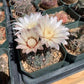 Gymnocalycium altagraciense Cactus Seeds