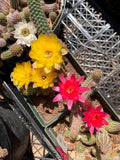 Echinopsis chamaecereus (Peanut Cactus) - Seed Mix various color blooms