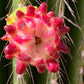 Neobuxbaumia polylopha Cactus Seeds