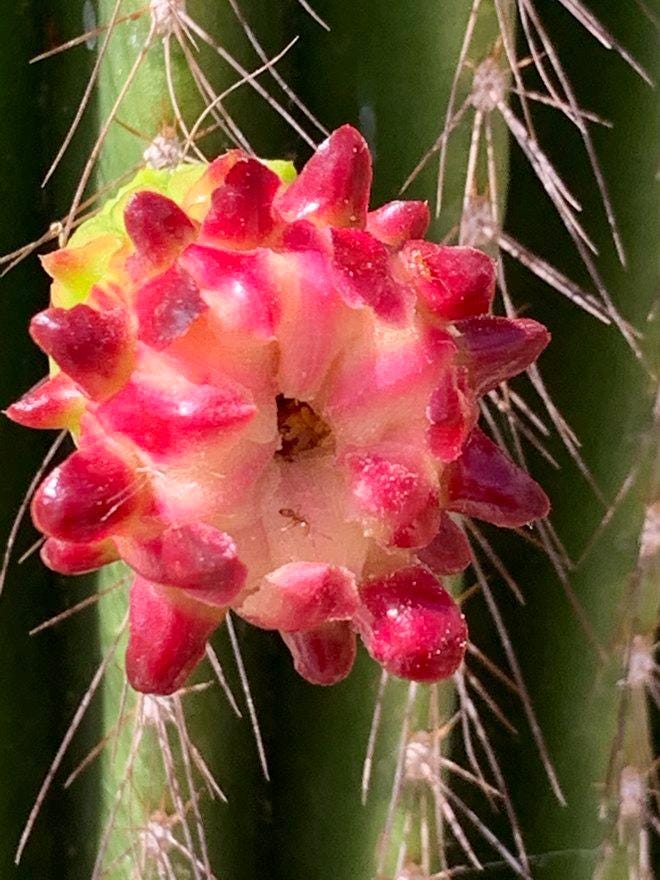 Neobuxbaumia polylopha Cactus Seeds