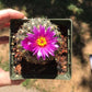 Gymnocalycium baldianum Cactus Seeds (White Blooms)