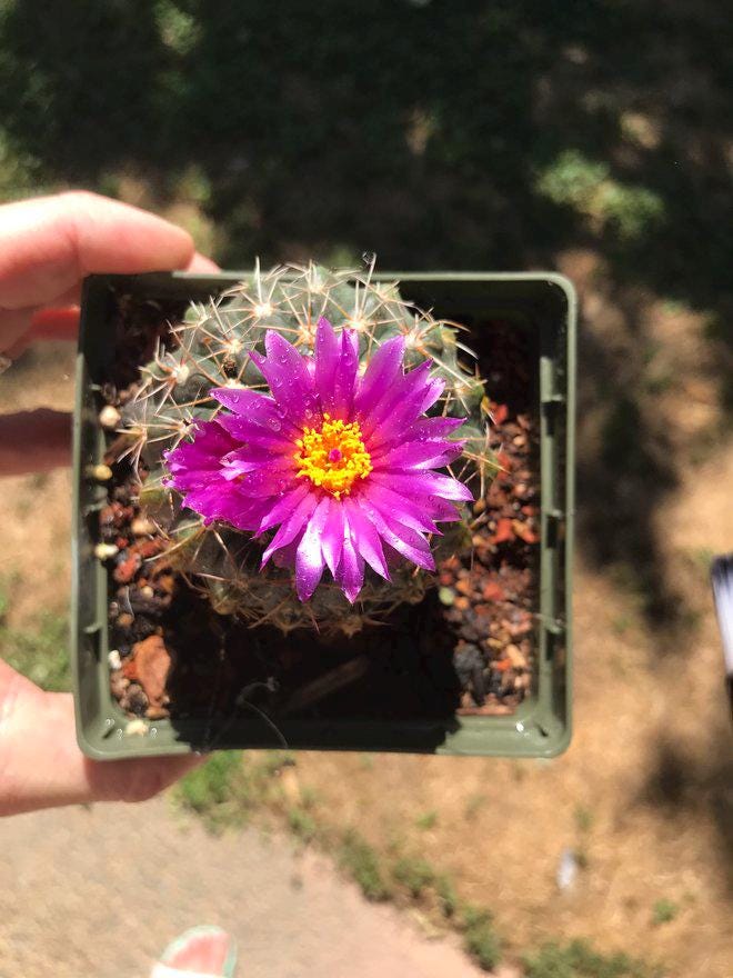 Gymnocalycium baldianum Cactus Seeds (White Blooms)