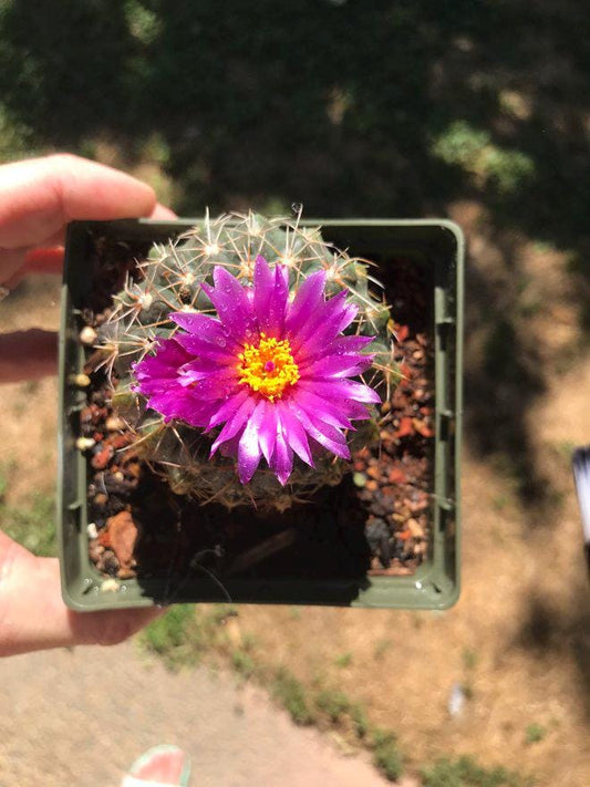 Gymnocalycium baldianum Cactus Seeds (White Blooms)