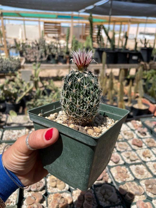 Echinofossulocactus Species (Assorted) Cactus Seeds