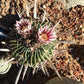 Echinofossulocactus crispatus Cactus seeds