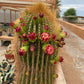 Neobuxbaumia polylopha Cactus Seeds