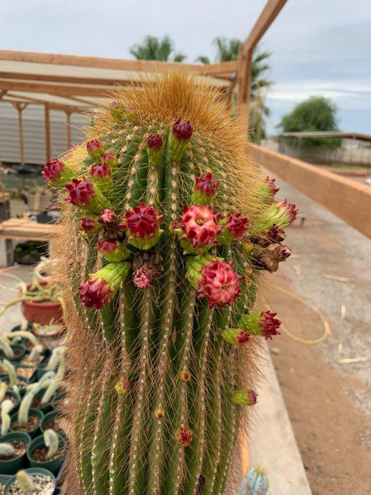 Neobuxbaumia polylopha Cactus Seeds