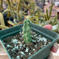 Echinocereus pentalophus cactus - large purple-pink blooms