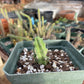 Echinocereus pentalophus cactus - large purple-pink blooms