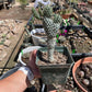 Opuntia fulgida - crested form (boxing glove cactus)