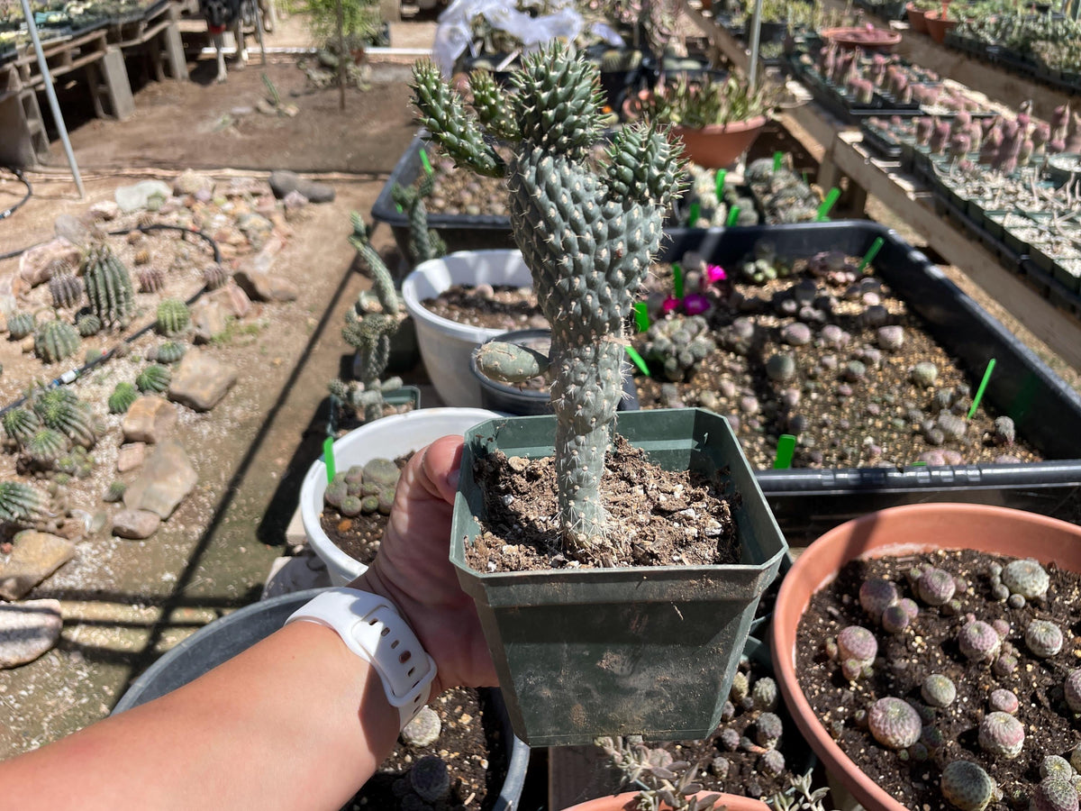 Opuntia fulgida - crested form (boxing glove cactus)