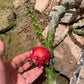 Harrisia martinii - Seed grown