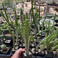 Harrisia martinii - Seed grown