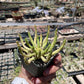 Euphorbia flanaganii medusa