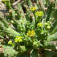 Euphorbia flanaganii medusa