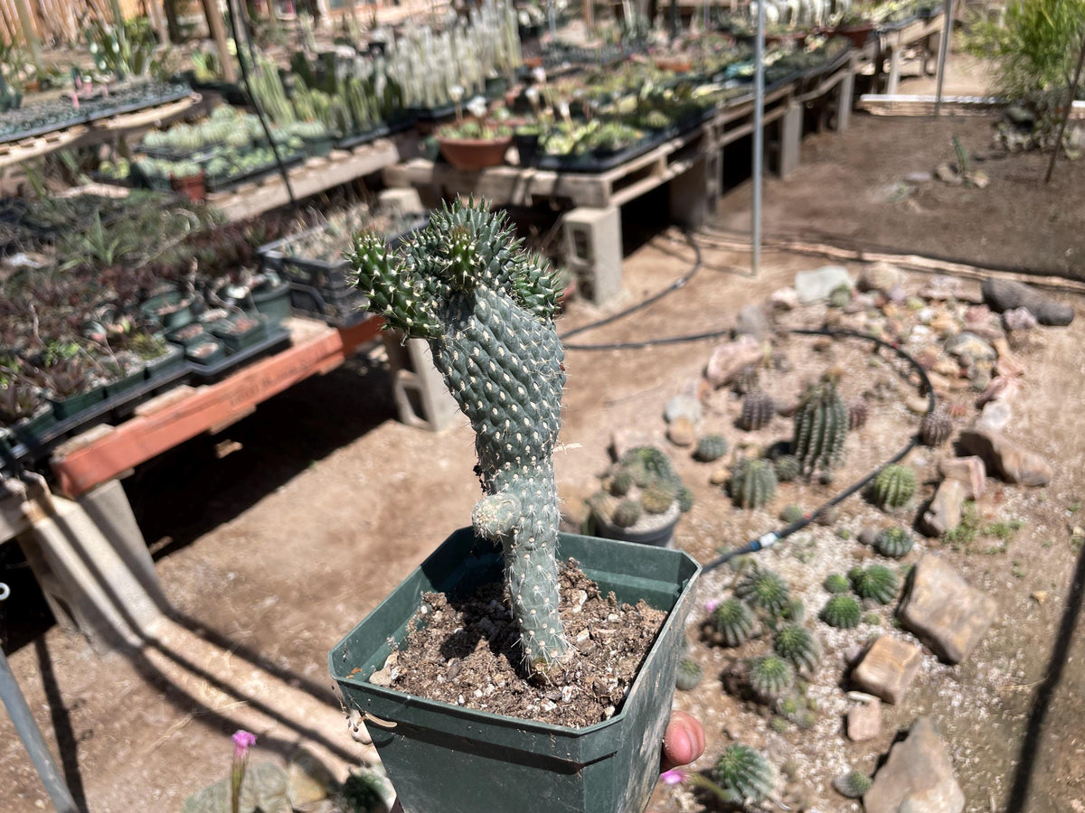 Opuntia fulgida - crested form (boxing glove cactus)
