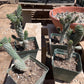 Opuntia fulgida - crested form (boxing glove cactus)