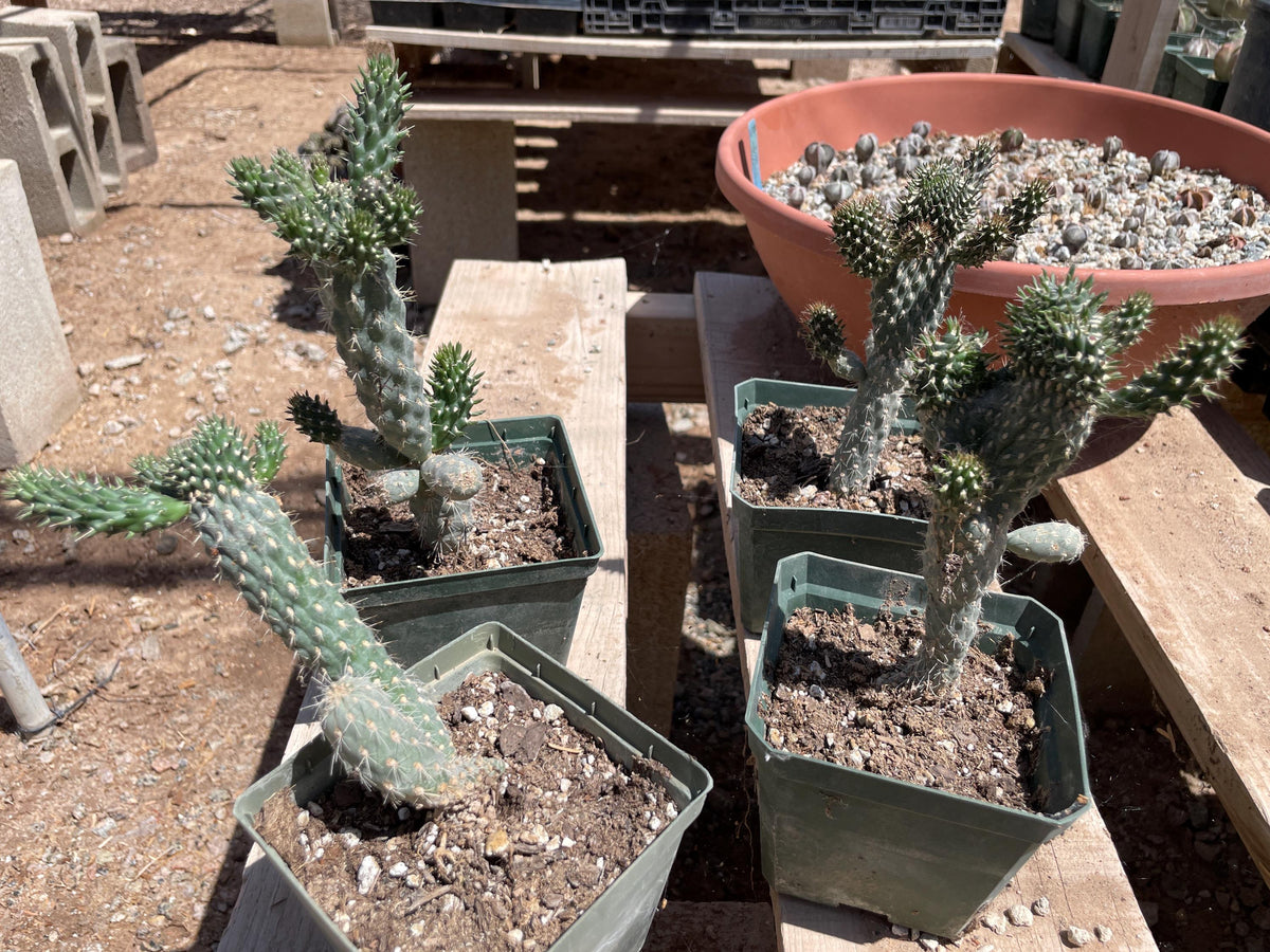 Opuntia fulgida - crested form (boxing glove cactus)