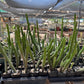 Harrisia martinii - Seed grown