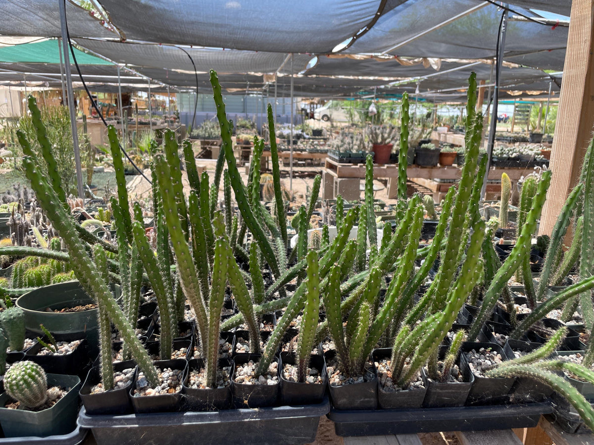 Harrisia martinii - Seed grown