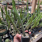 Harrisia martinii - Seed grown