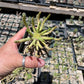 Euphorbia flanaganii medusa