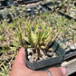 Euphorbia flanaganii medusa