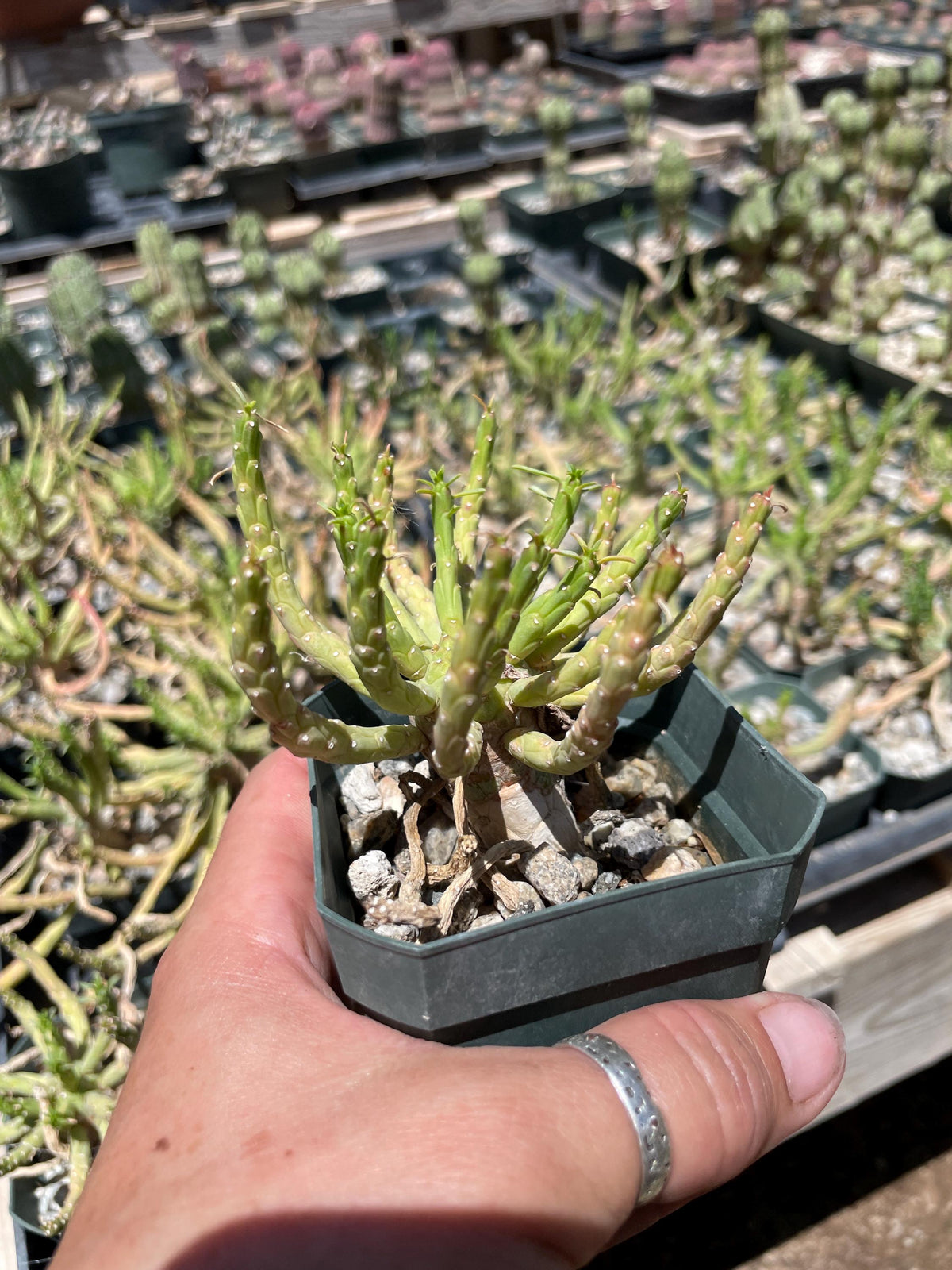Euphorbia flanaganii medusa