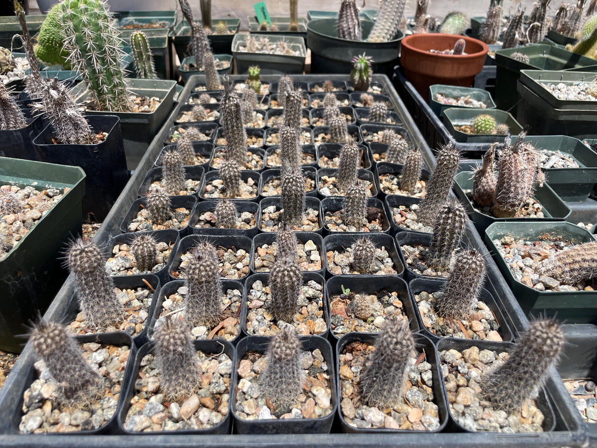 Setiechinopsis mirabilis – Cactus seedling